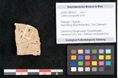 Foto (Objekt + Etikett) von Callitris brongniartii Endl. (NHMW-GEO-2024-0188-8227)